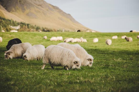 farming picture bright sheep grazing 