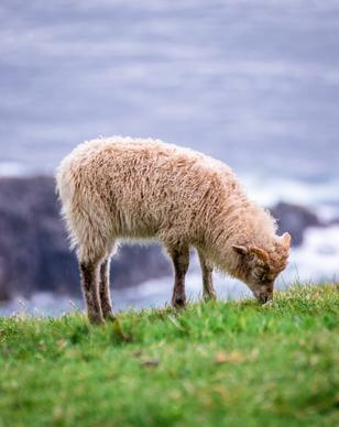 farming picture grazing sheep elegance