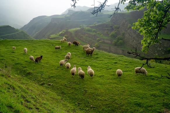farming scenery picture hill sheep herd 