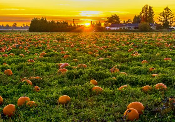 farmland picture pumpkin field sunset scene