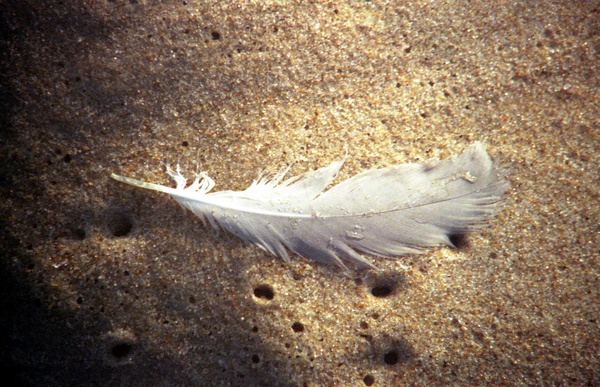 feather and sand