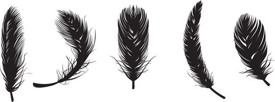 Feather vectors