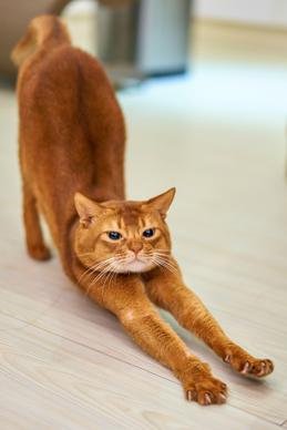 feline pet picture dynamic stretching gesture