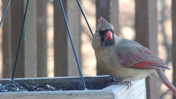 female cardinal nature bird feeder