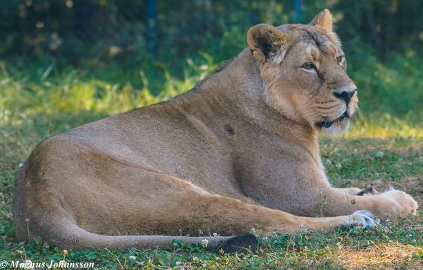 female lion at parken zoo