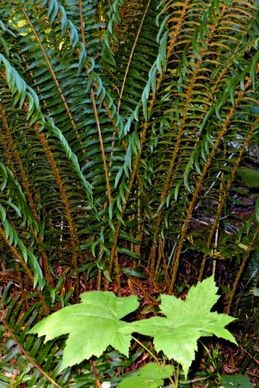 fern leaves forest