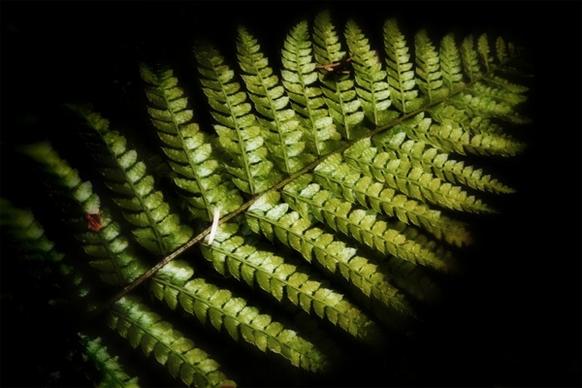 fern plant forest