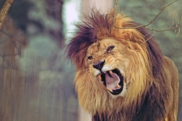 ferocious lion