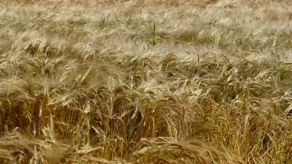 field cereals grain