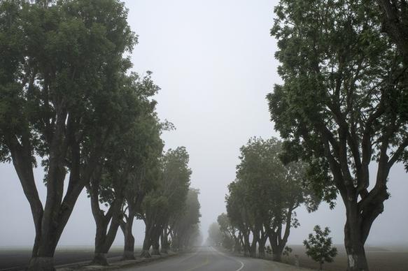 field fog line mist road rural tree