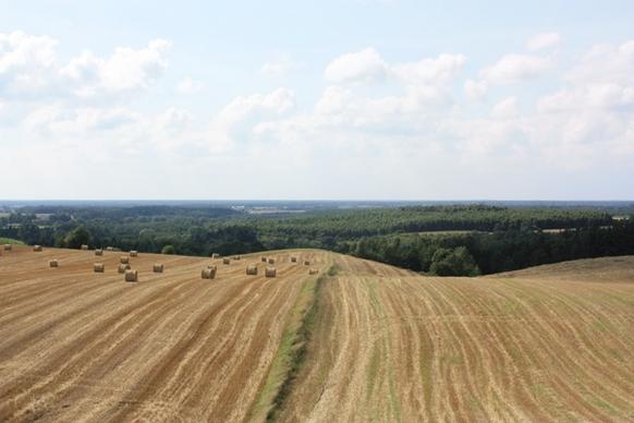 field landscape cereals
