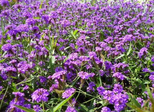 field of flowers violet purple flowers