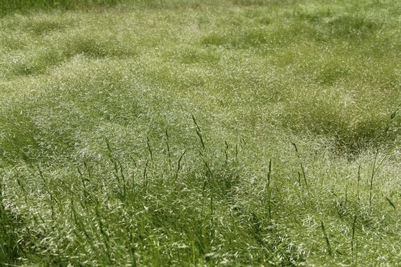 field of light green grass