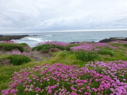field of pink flowers ocean yachats oregon