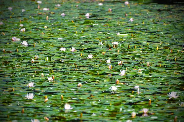 field of water lilies