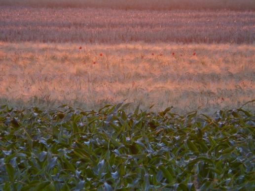 fields arable cornfield