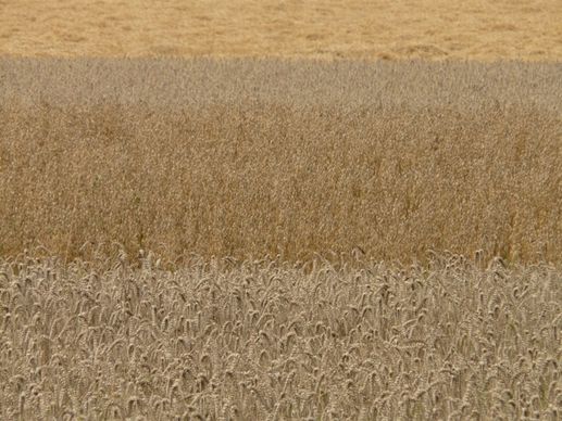 fields cereals grain
