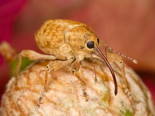 filbert weevil bug insect