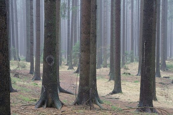 fir forest tree trunks firs