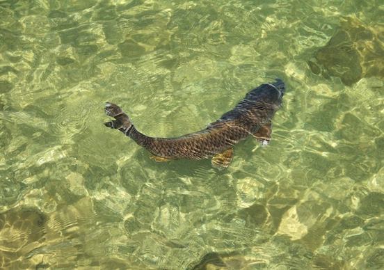 fish in clear water