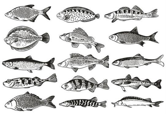 fish species icons collection black white flat design