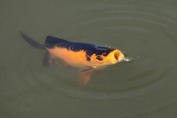 fish with open mouth
