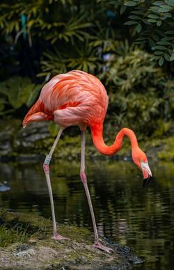 flamingo bird picture elegant realistic 