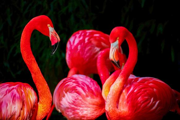 flamingo birds picture elegant dark contrast