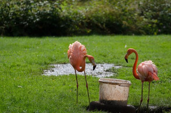 flamingo conversation