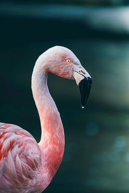 flamingo picture elegant closeup contrast