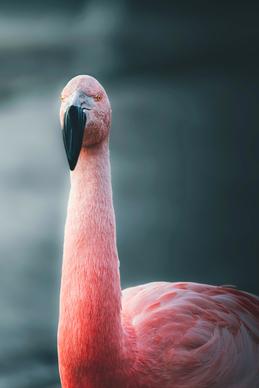 flamingo picture elegant closeup face