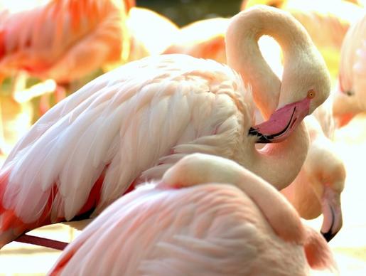 flamingo zoo pink flamingo
