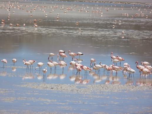 flamingos in the
