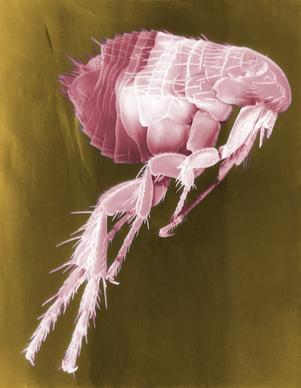 flea siphonaptera insect