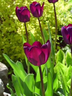 fleure tulip spring