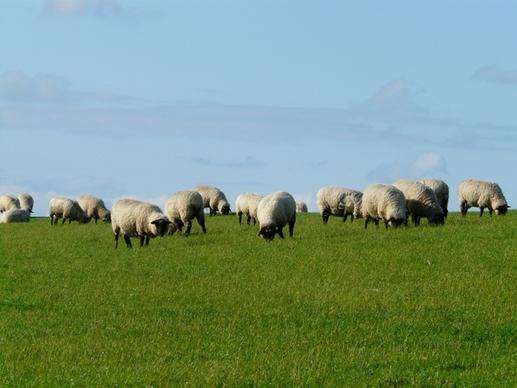 flock of sheep sheep rh