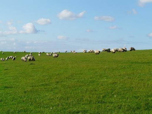 flock of sheep sheep rh