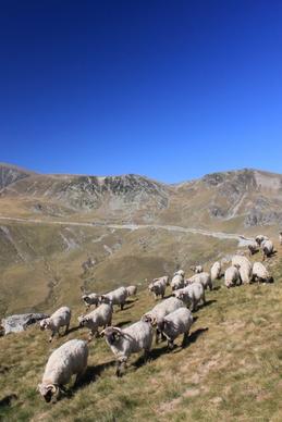 flock sheep mountain