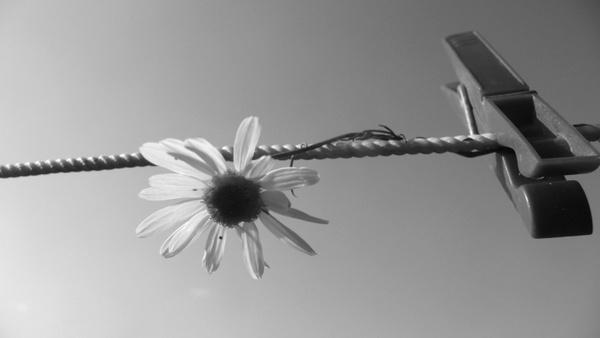 flower and clothespin