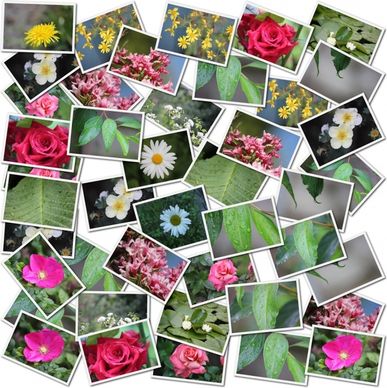 flower and leaf photo collage