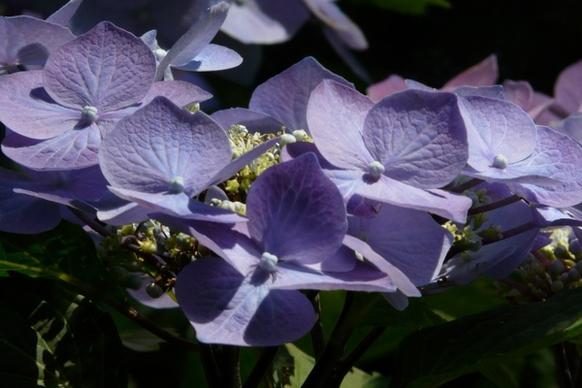 flower blue hydrangea