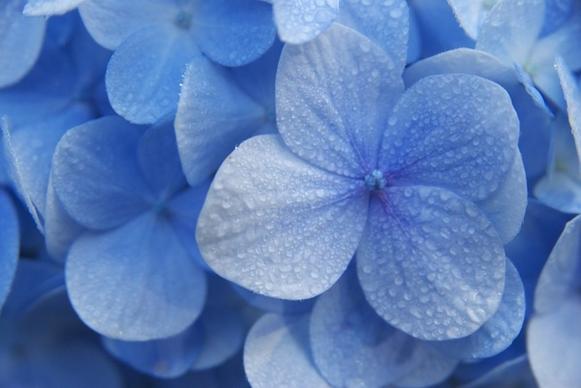 flower blue madagascar