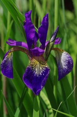 flower blue violet
