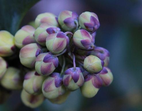 flower buds oregon grape holy winter blossoms