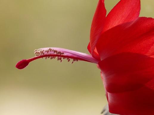 flower cactus red