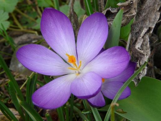 flower crocus violet