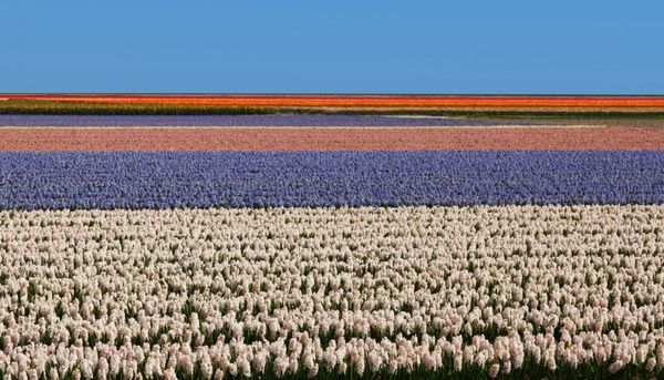 flower field in holland