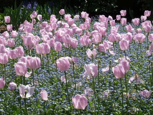 flower garden tulips