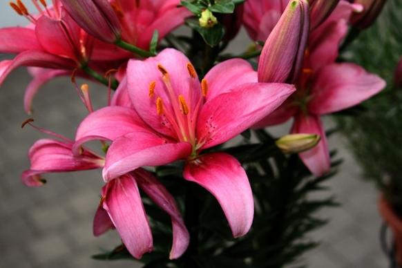 flower lilies color