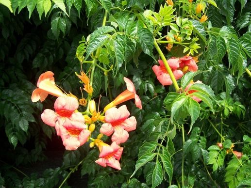 flower nature plant